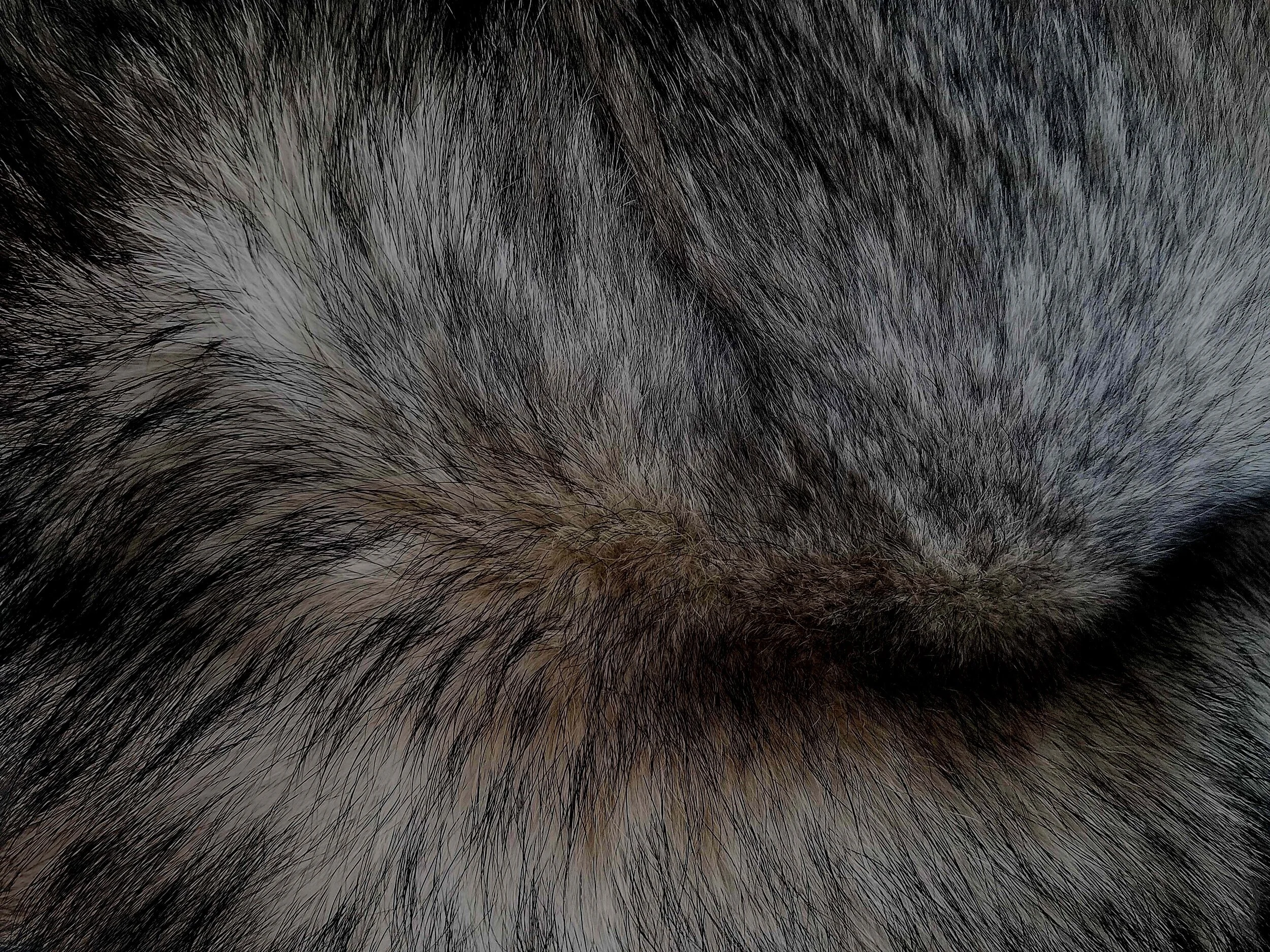 Fur — Collective Fashion Justice